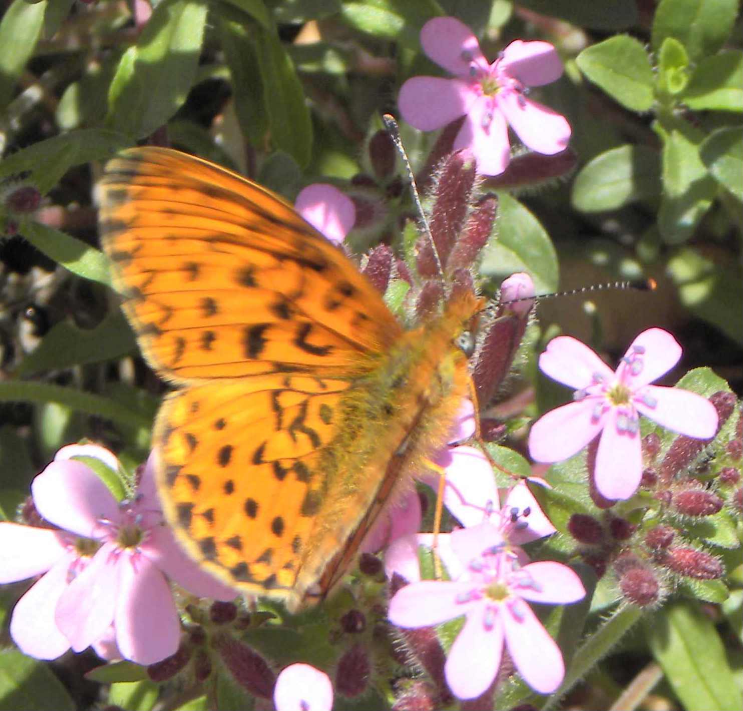 determinazione farfalla - Boloria (Clossiana) euphrosyne